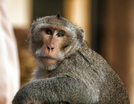 portrait of monkey against blurred background 