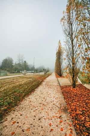 Path in the autumn park in foggy weatherの写真素材