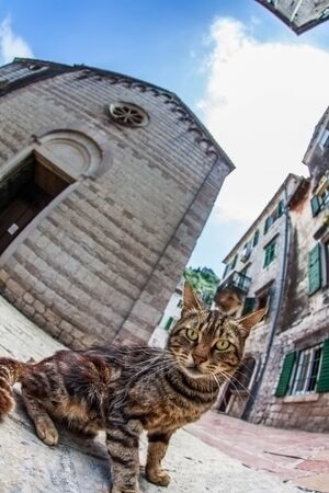 Fish-eye lens look of the old city on sky background  Kotor  Montenegroの写真素材