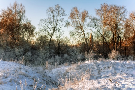  winter field in soft sunset light  の写真素材