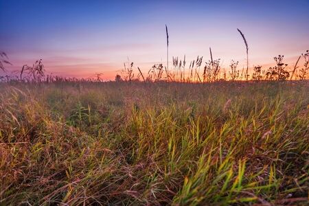 Foggy sunset in summer field  