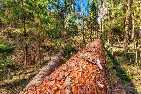 Summer forest in sunny weather 