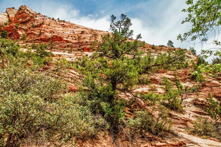 Beautiful slopes of Zion canyon  Utah  USA  の写真素材