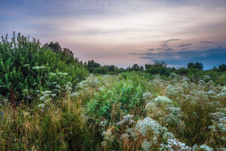 Landscape with coloful sunset in summer field with flowersの写真素材