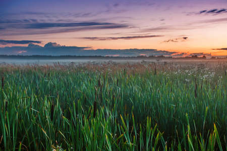 Landscape with coloful sunset in summer field with flowersの写真素材