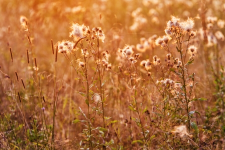 Close-up view of field thistle in sunset light の写真素材