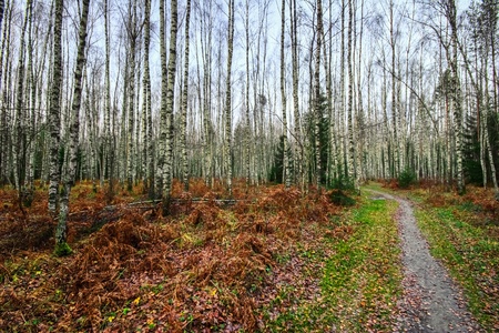 Path in the autumn park in foggy weatherの写真素材