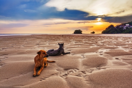 Dogs on the beach under sunset gloomy sky 