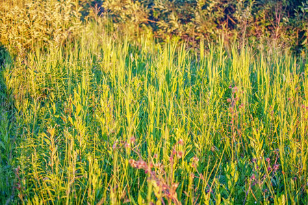 Grass in sunset light  Summer nature background 