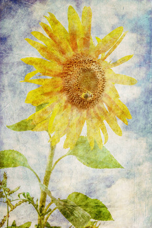 sunflower with bee over blue sky in grunge styleの写真素材