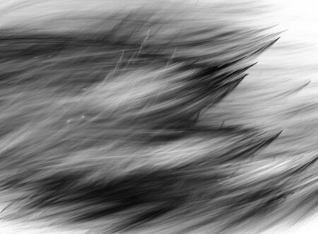 Digital abstract fractal background generated at computer in black and white の写真素材