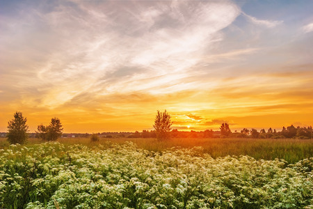 Landscape with coloful sunset in summer field with flowersの写真素材