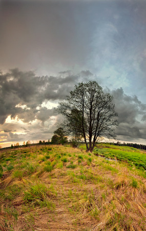 sunset field in early springの写真素材