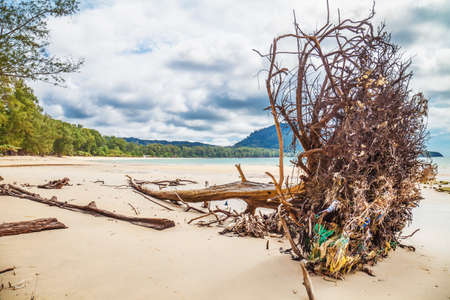 Dead tree trunk on tropical beachの写真素材