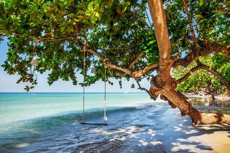 Swings at tree on the sand tropical beachの写真素材