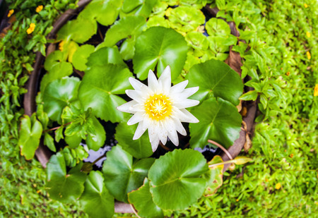 Lotus flower close-up on green leaves backgroundの写真素材
