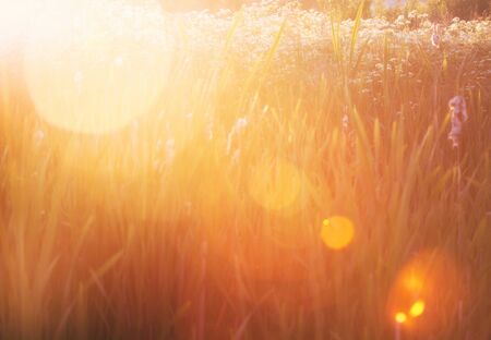 Grass in the wonderful sunset light with lense flaresの写真素材