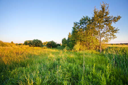 Summer landscape with grass, trees in sunset lightの写真素材