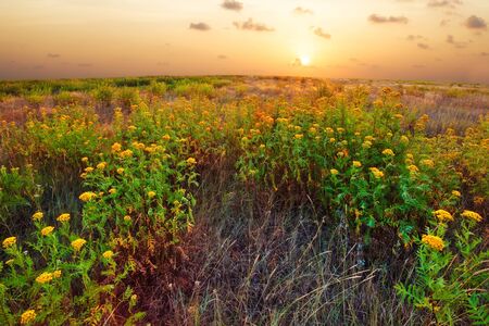 Landscape with coloful sunset in summer field with flowersの写真素材