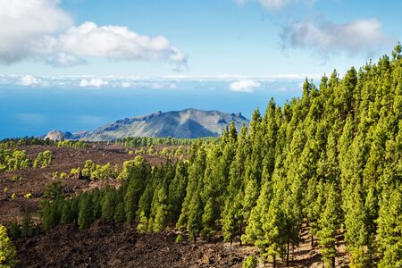 Landscape with pine grove, mountains, sea in Teide National Park, Tenerife, Canary Islands, Spainの写真素材