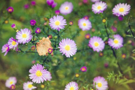 Summer field with violet flowers.の写真素材