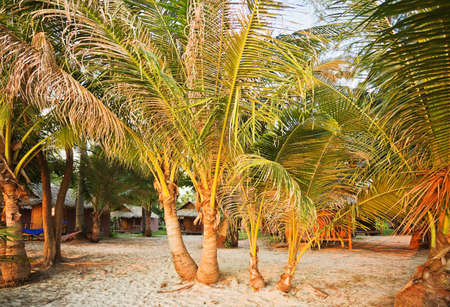 Group of palms on stones beach in sunset lights. Thailandの写真素材