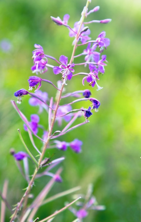 Summer field with violet flowers.の写真素材