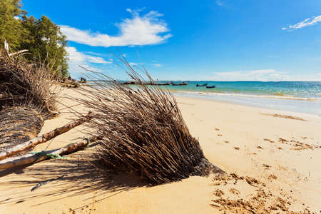 Dead tree trunk on tropical beachの写真素材