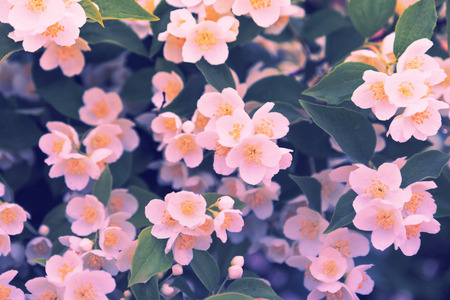 Summer field with pink flowers.