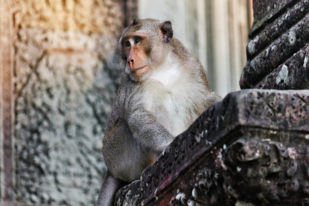 Monkey portrait in angkor wat temple