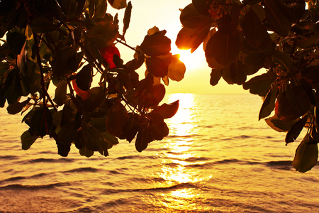 siluette of leaves on sunset sea backgroundの写真素材