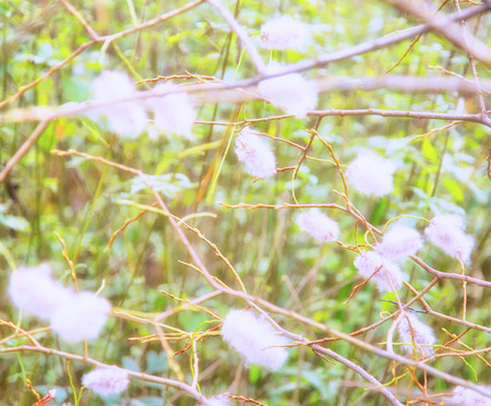 blurred white flowers, green leaves and branches backgroundの写真素材