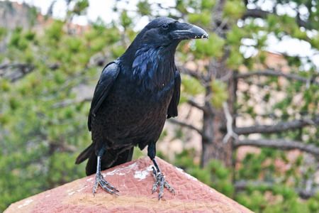 Raven at Bryce Canyon National Park, Utah, USA.の写真素材