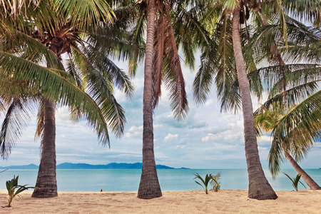 fisheye view on beach with palms under gloomy sky の写真素材