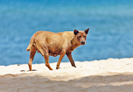 Dog walking on a tropical beachの写真素材