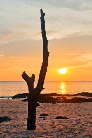 Dead tree trunk on tropical beach in sunset time の写真素材