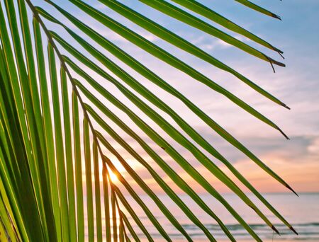 leaves of palm on sunset sea backgroundの写真素材