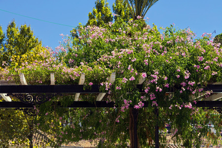 Beautiful flowers on a wooden pergola in Mijas village, Andalusia, Spain.の写真素材