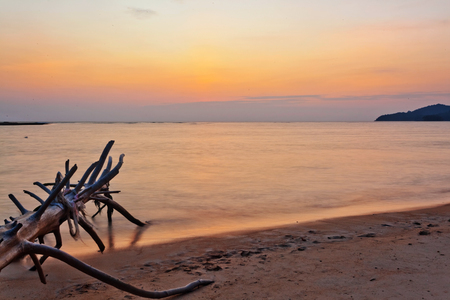 Dead tree trunk on tropical beach in sunset timeの写真素材
