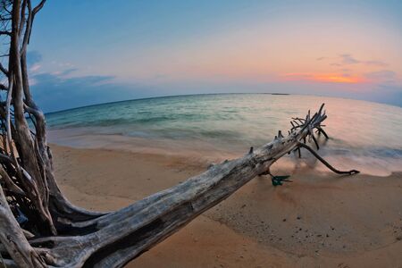 Dead tree trunk on tropical beach in sunset time. Fish-eye lookの写真素材