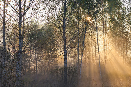 Sun lights in a mist visible through the pathway in the forestの写真素材