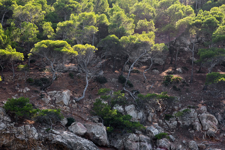 Trees on the slope of mountain. Mallorca island, Spain Mediterranean Sea, Balearic Islands.の写真素材