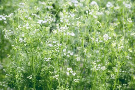  Small white flowers in a field in sunlight beautiful background