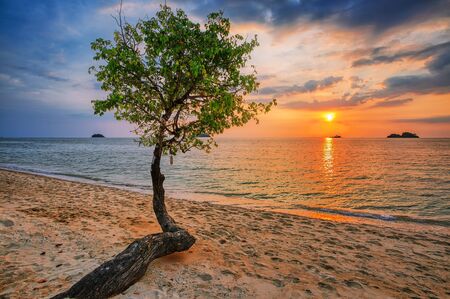  tree against the sunset at tropical beachの写真素材