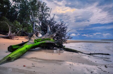 Ðld wood trunk on tropical beach at beautiful sunset. Nature background. Nai Yang beach. Phuket. Thailandの写真素材