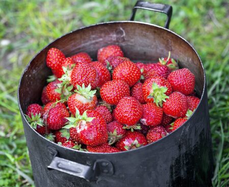 Ripe juicy strawberries in an old smoked panの写真素材
