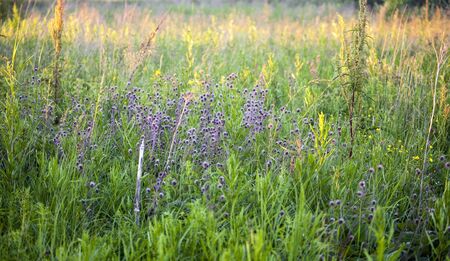 Summer field with flowers in sunlightsの写真素材