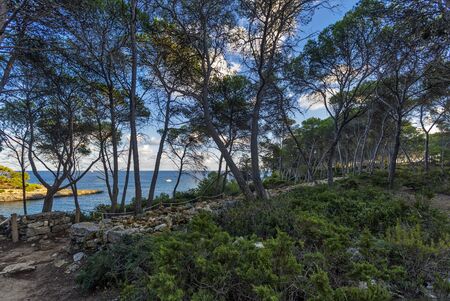 Trees on coastal rocks at sunset time. Mallorca island, Spain Mediterranean Sea, Balearic Islands.