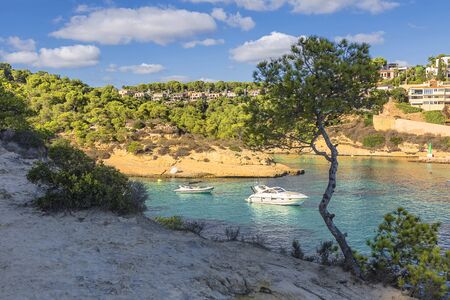 Trees on the slope of mountain. Mallorca island, Spain Mediterranean Sea, Balearic Islands.の写真素材