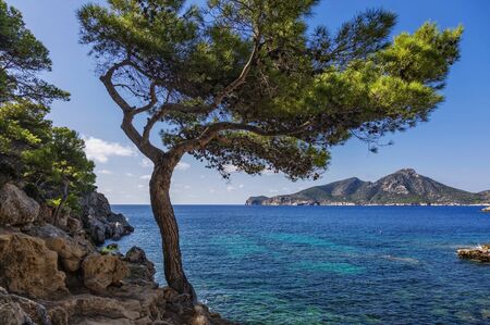 Trees on the slope of mountain. Mallorca island, Spain Mediterranean Sea, Balearic Islands.